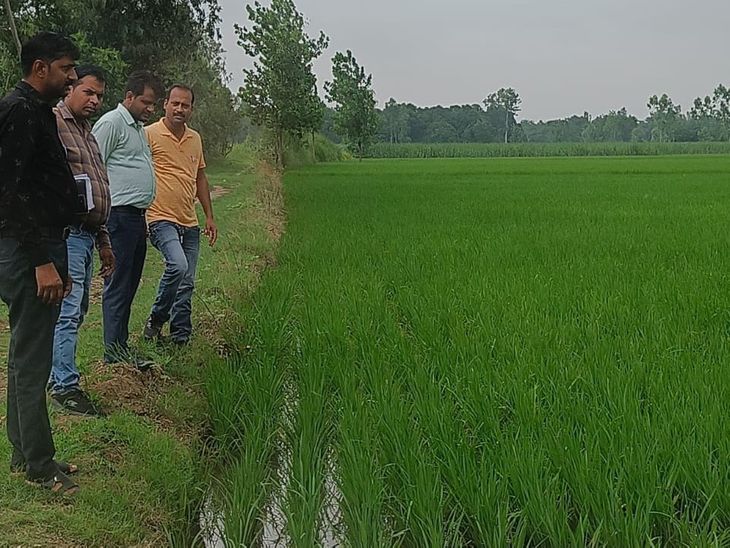 rice crop demonstration