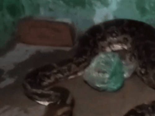 Una Python Swallows Dog Dhrun Village Rescue Operation | Update News