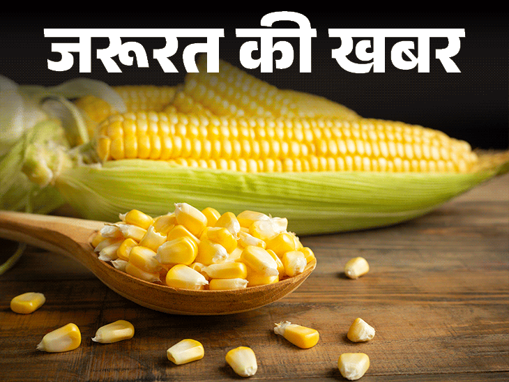 जरूरत की खबर- मानसून का बेस्ट स्नैक्स भुट्टा:  प्रोटीन, पोटेशियम से भरपूर, इम्यूनिटी बढ़ाए, डॉक्टर से जानें किसे नहीं खाना चाहिए
