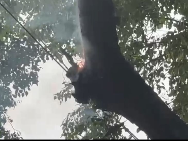 Tree caught fire due to electric wire