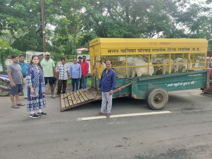 रायसेन में नपा कर्मचारियों ने 11 मवेशियों को पहुंचाया गोशाला:  काऊ कैप्चर गाड़ी पकड़कर छोड़ा; भोपाल-सागर और सांची रोड सहित कई जगह की कार्रवाई – Raisen News