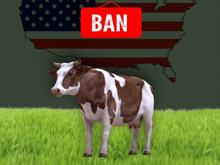 U.S. Non-Veg Milk Tariff on India: Canada Imposes 300% Duty, Banned in Switzerland, Korea & Iceland