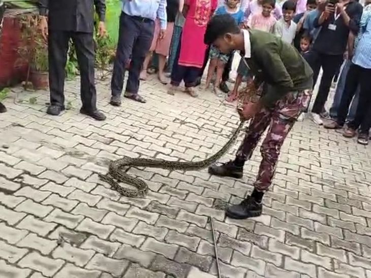 8 feet long python seen on a tree in Pilkhuwa