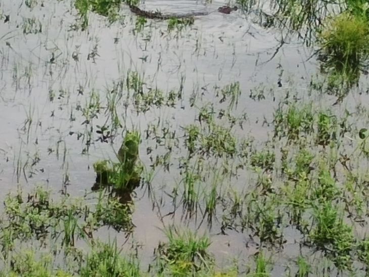 सीधी के मधुरी गांव में दिखा मगरमच्छ:  गांववालों में दहशत, वन विभाग की टीम पकड़ने में जुटी – Sidhi News