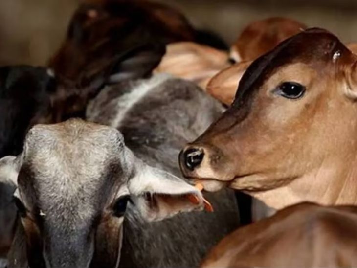 Centre has no plans to declare it as national animal | केंद्र को राष्ट्रीय पशु घोषित करने की कोई प्लानिंग नहीं: केंद्र ने संसद में कहा- पशुओं के संरक्षण पर राज्यों को कानून बनाने का विशेष अधिकार