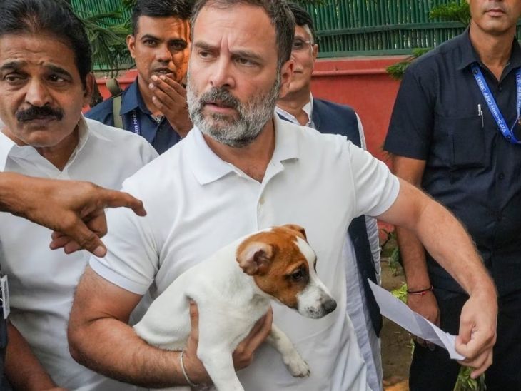 Rahul Gandhi Vs SC: Delhi NCR Dog Attacks Case Judgement | राहुल बोले- ये क्रूरता है, बेजुबान पशु कोई समस्या नहीं: सुप्रीम कोर्ट ने आवारा कुत्तों को शेल्टर भेजने और नसबंदी का आदेश दिया था