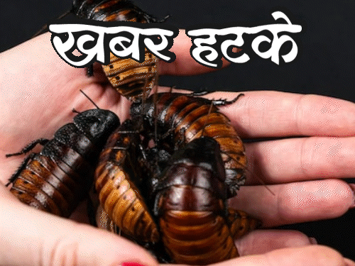 खबर हटके-कॉकरोच का दूध गाय से 3 गुना ज्यादा हेल्दी:इजराइल में समुद्र का पानी लाल हुआ; जानिए ऐसी ही 5 रोचक खबरें- INA NEWS