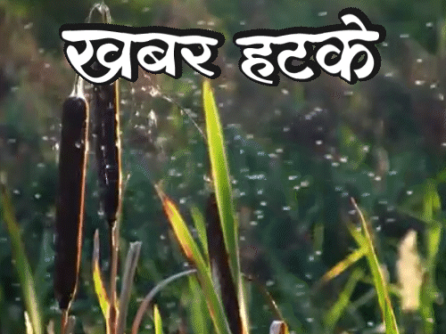 खबर हटके- गाना सुनाकर मच्छर मार रहे वैज्ञानिक:अंधे लोगों को दांत से मिलेगी रोशनी; जानिए ऐसी ही 5 रोचक खबरें- INA NEWS