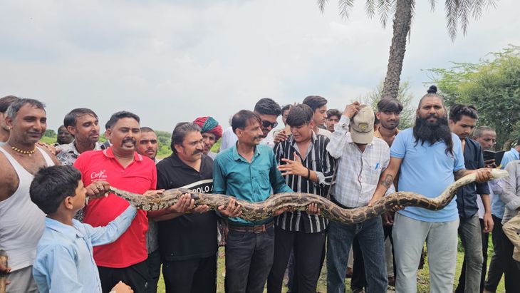 Python hunted a goat in the fields of Rampura village