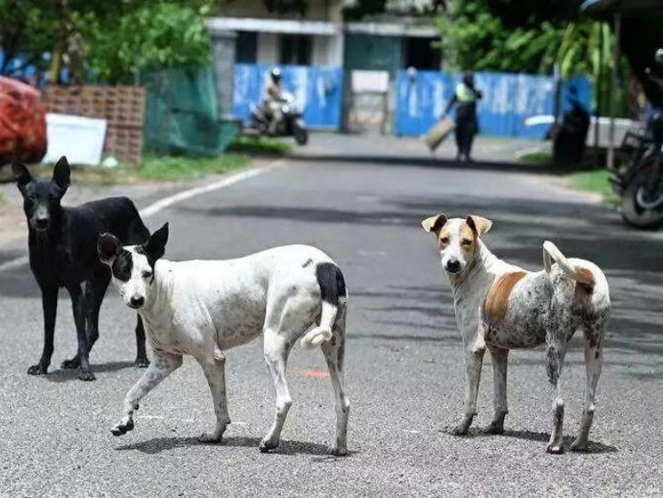 आवारा कुत्तों पर सुप्रीम कोर्ट का फैसला आज:डॉग्स को शेल्टर होम भेजने के आदेश से विवाद शुरू हुआ, 7 दिन पहले फैसला सुरक्षित रखा था- INA NEWS