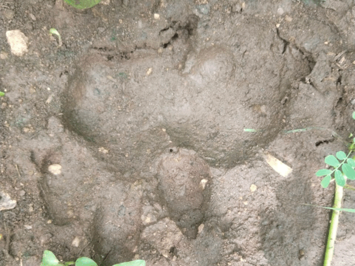 Panic due to tiger movement in Bhaura range: Pugmarks seen in Salimet ...