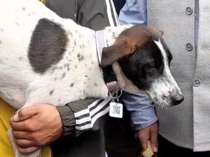 Shimla Municipal QR Codes Dogs Necks Find Rabies News Update | शिमला में कुत्तों के गले में QR कोड लगने शुरू: निगम बोला- रेबीज का पता चलेगा, GPS कॉलर की भी सुविधा – Shimla News