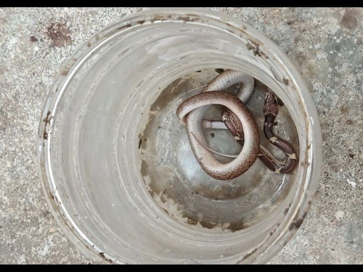 The family reached the hospital after locking the snake in a box | सांप ...