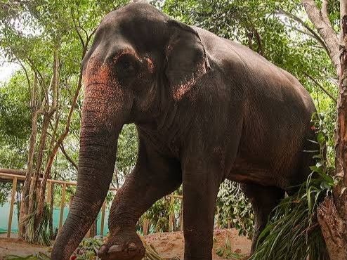 अंबानी के वाइल्डलाइफ रेस्क्यू रिहैबिलिटेशन सेंटर वनतारा की जांच होगी:सुप्रीम कोर्ट ने SIT बनाई, हथिनी की शिफ्टिंग से शुरू हुआ विवाद- INA NEWS