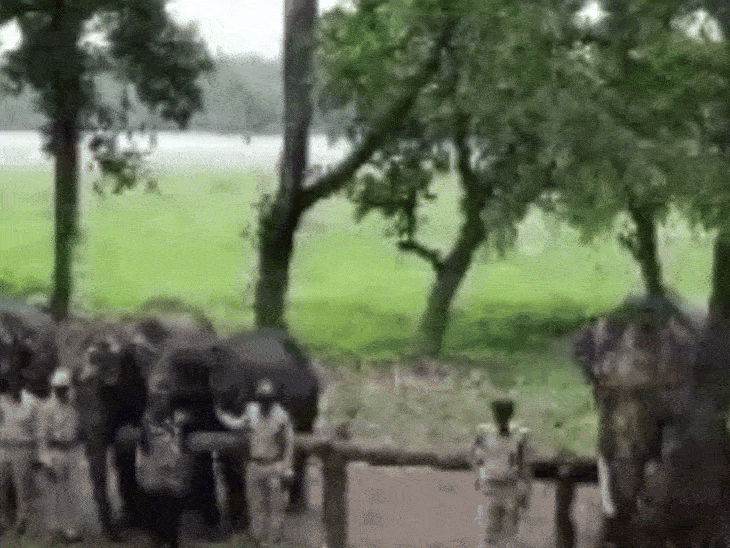 मंडला के कान्हा टाइगर रिजर्व में हाथियों का विशेष कैंप:  15 हाथियों को मिलेगी 6 दिन की छुट्टी; मेडिकल जांच और विशेष देखभाल – Mandla News