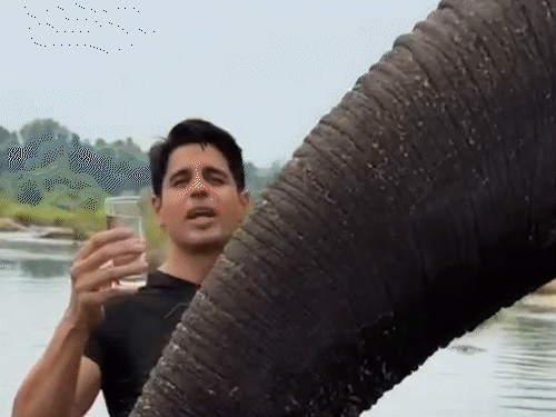 Sidharth Malhotra gave his Leftover water to the elephant, Trollers lashed out | सिद्धार्थ मल्होत्रा ने हाथी को पिलाया जूठा पानी: वीडियो सामने आई तो ट्रोलर्स ने लगा दी क्लास, कहा- वो गणपति बप्पा का स्वरूप हैं