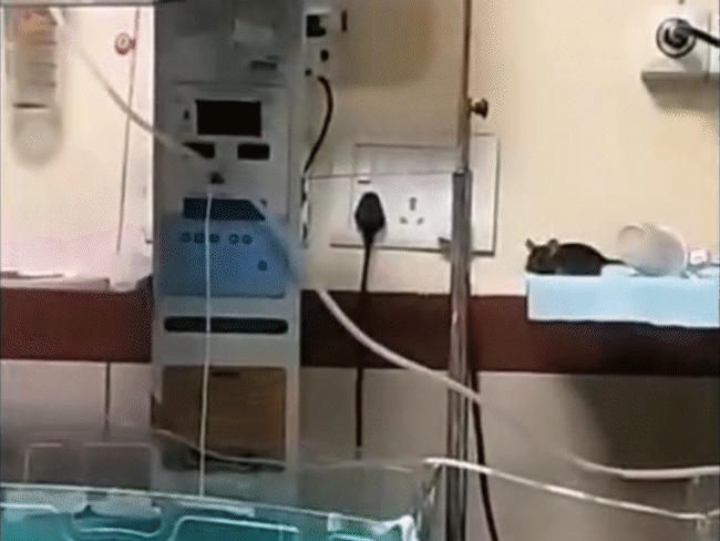 Terror of big rats in Indore’s government MYH | इंदौर में चूहों ने दो नवजातों के हाथ कुतरे: ​​​​​​​एमवाय हॉस्पिटल में जन्म के बाद NICU में थे भर्ती; चूहों को देखकर स्टाफ भी सहमा – Indore News