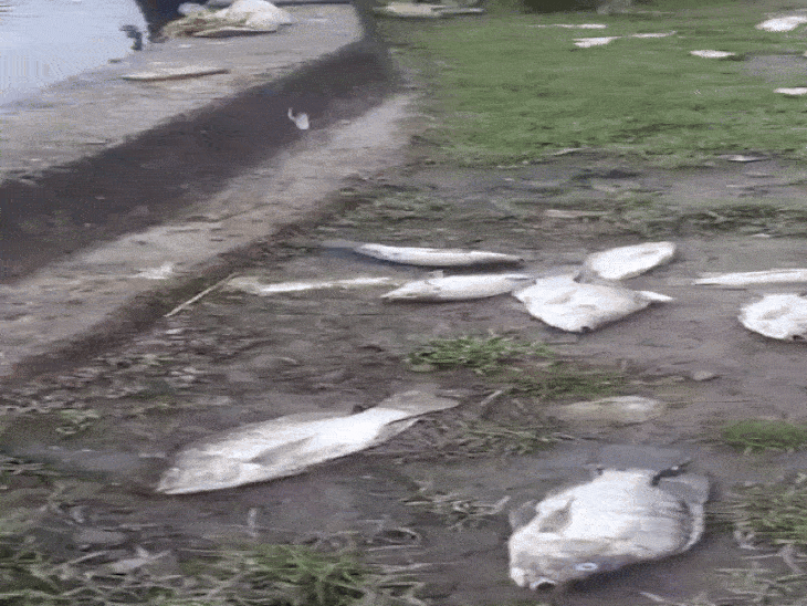Thousands of fish died in Bhind's Gauri pond