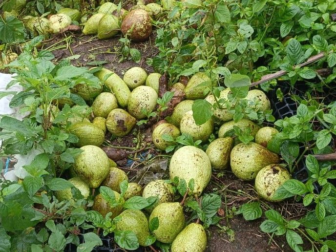 Continuous rain in Manawar ruined the crops of farmers | मनावर में ...