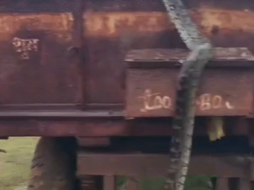 Rock Python species python found in Balod, VIDEO