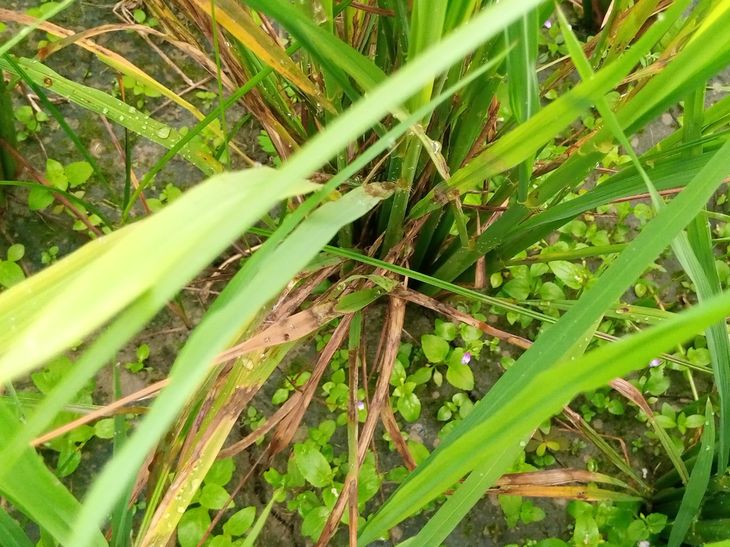 Weed and insect infestation in rice crop | धान की फसल में खरपतवार और ...