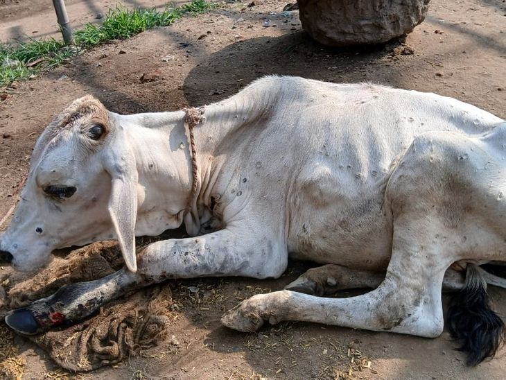five cattle died due to prolonged illness in Nalanda