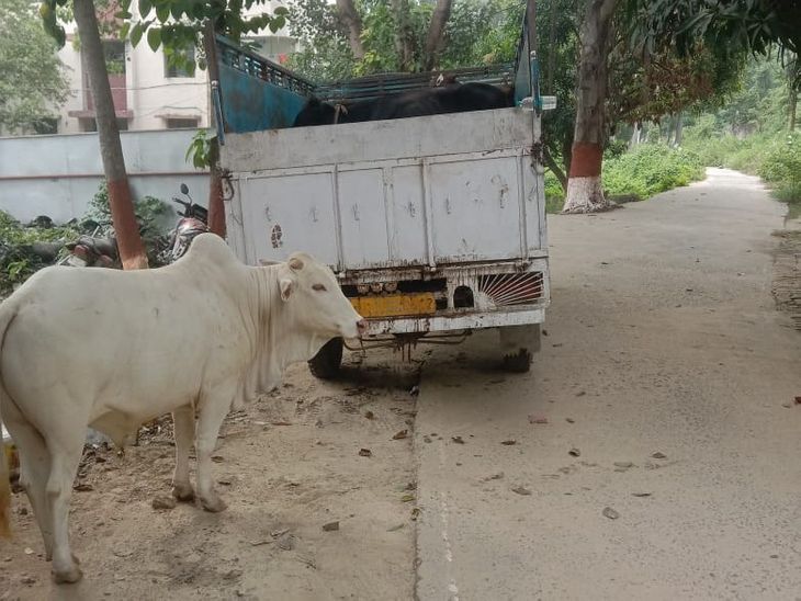 10 cows and calves recovered from a pickup, 3 accused including the ...