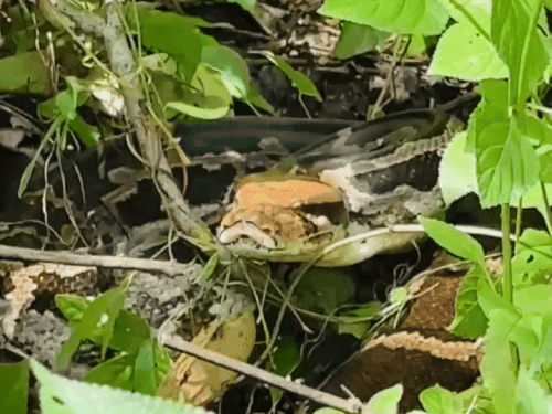 12 feet python entered the farmer's field