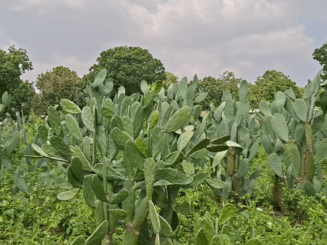 Rajasthan Thar Desert Cactus Farming Benefits | CAZRI