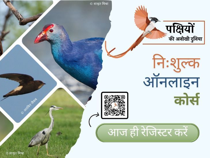 Impact Feature ‘The unique world of birds’: Early Bird’s free course is now available in Hindi as well | जानें पक्षियों की अनोखी दुनिया: अर्ली बर्ड का निःशुल्क कोर्स अब हिंदी में भी; डायरेक्‍ट लिंक से करें रजिस्‍ट्रेशन