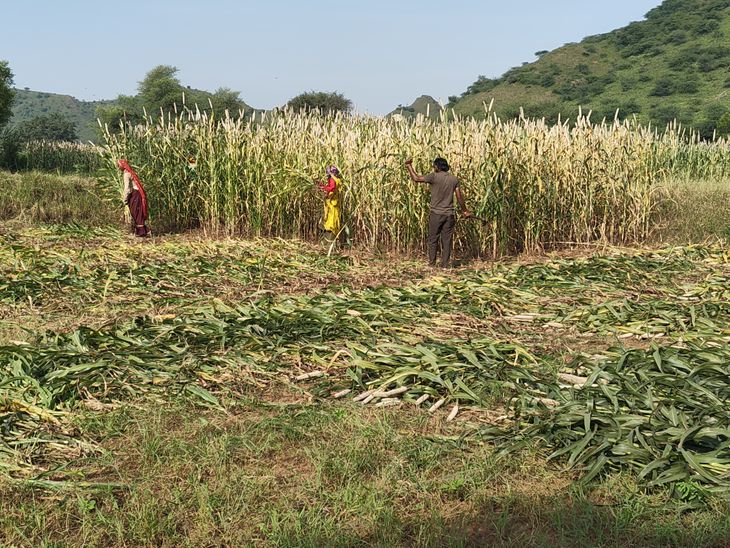 Harvesting of ripe millet crop standing in the fields has started