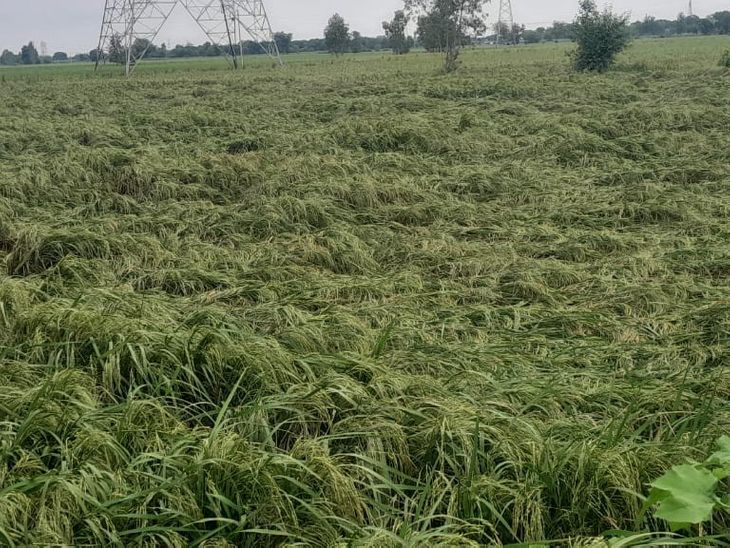 Heavy wind and rain destroyed paddy crops in Bulandshahr.