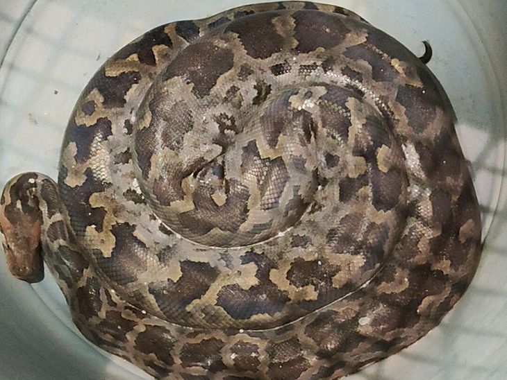 Giant python seen in Sarai Mitthe