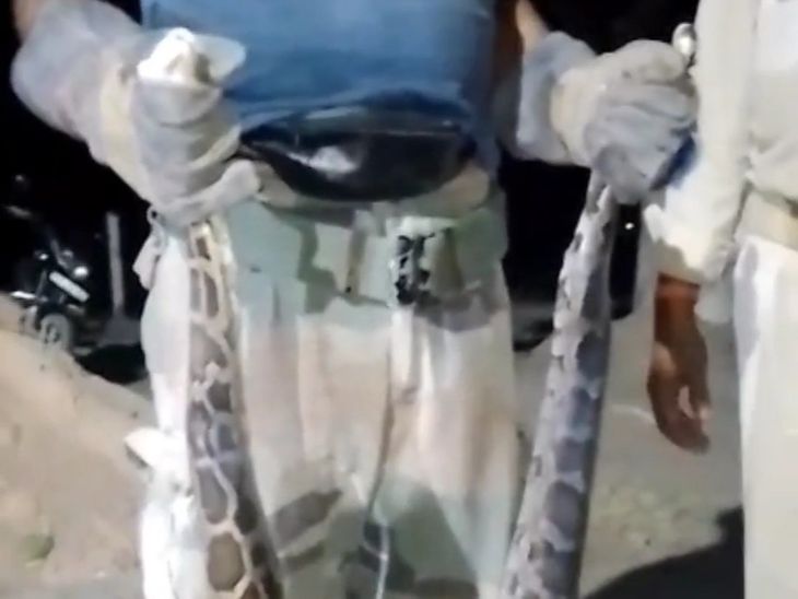 A 5.5 feet long python was found in a house in Gonda.