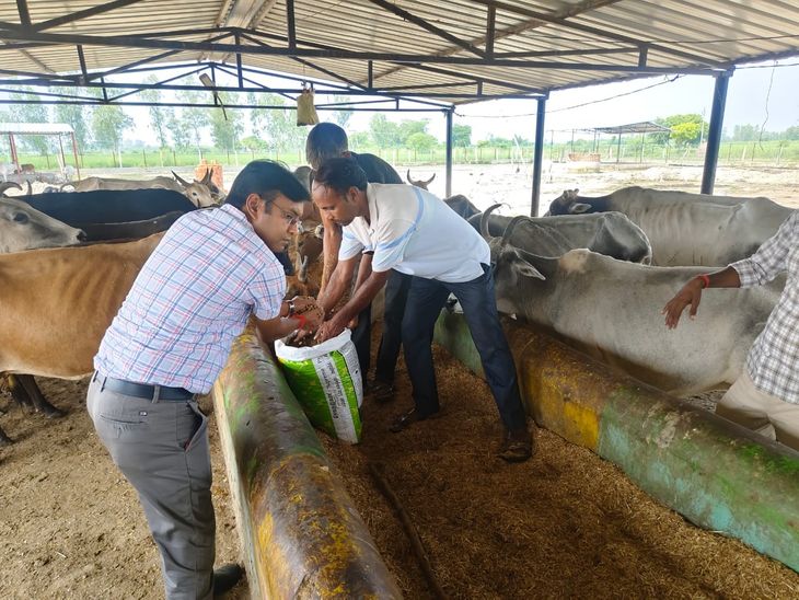 Secretary reprimanded for the mess in the cowshed | गौशाला में गंदगी पर ...