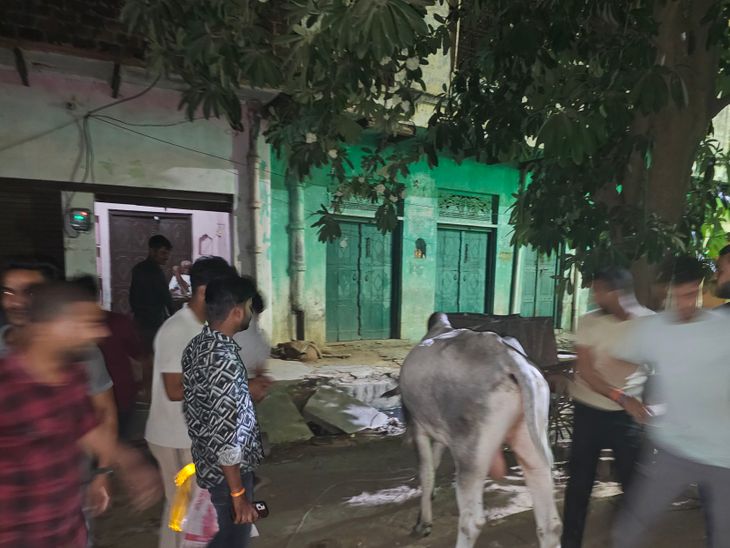 New initiative in cow protection