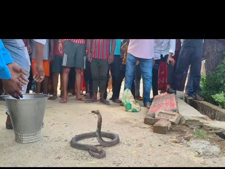There was a stir in the colony after a snake was found in the drain.