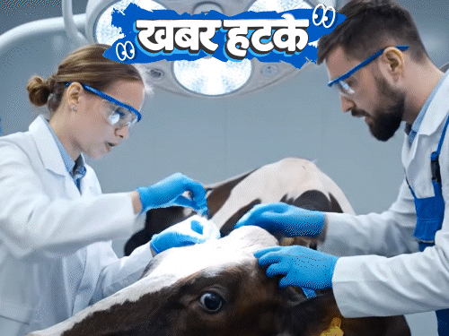खबर हटके-रूसी वैज्ञानिक गायों के दिमाग में चिप लगा रहे:  घर की दीवारों पर बनाना होगा मधुमक्खियों का छत्ता; देखिए 5 रोचक खबरें