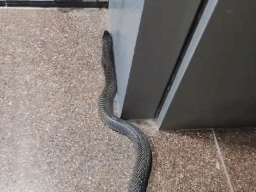 Rajasthan Kota Anantpura area Bhamashah Mandi Black Cobra snake 4 feet ...