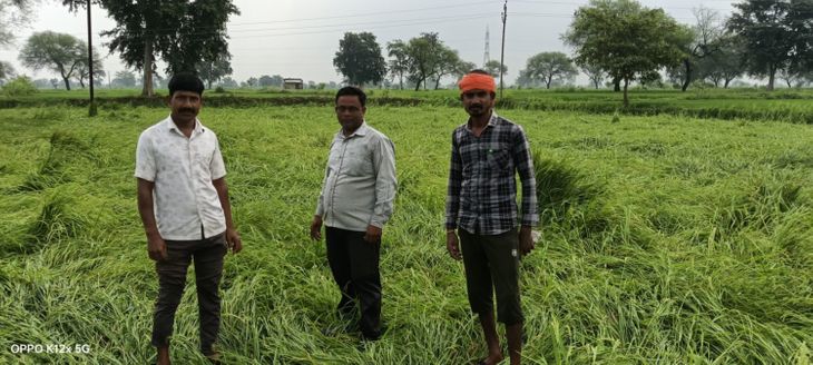 Crops in the fields are ruined, rain increases concern | खेतों में ...