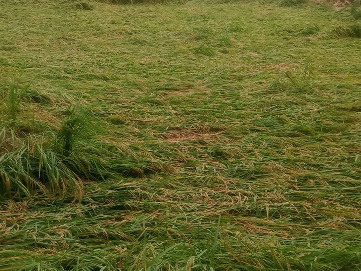 Rain and wind destroyed paddy crops in Hathgam | हथगाम में बारिश-हवा से ...