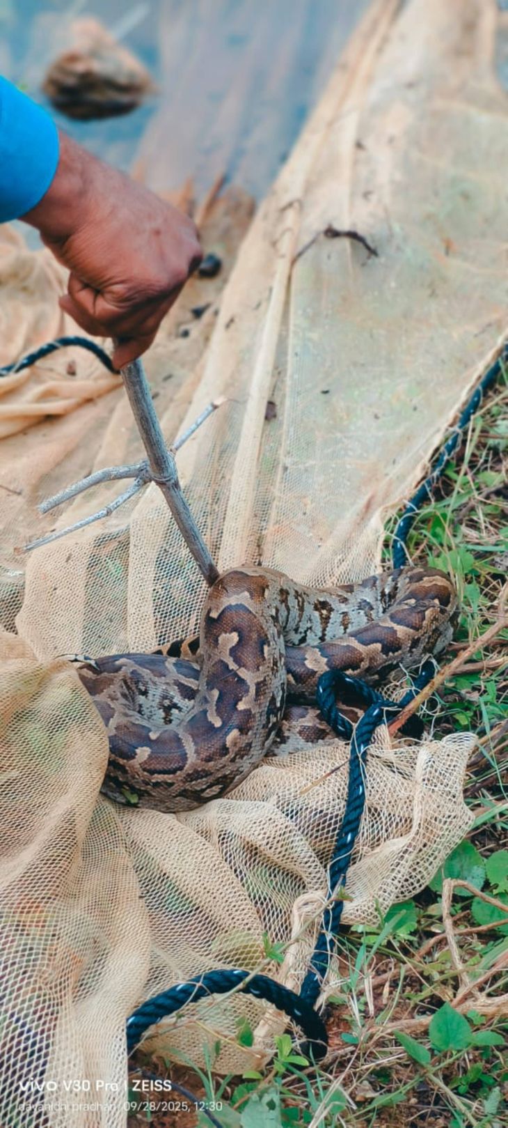 Python trapped in fishing net | मछली पकड़ने की जाली में फंस गया अजगर ...