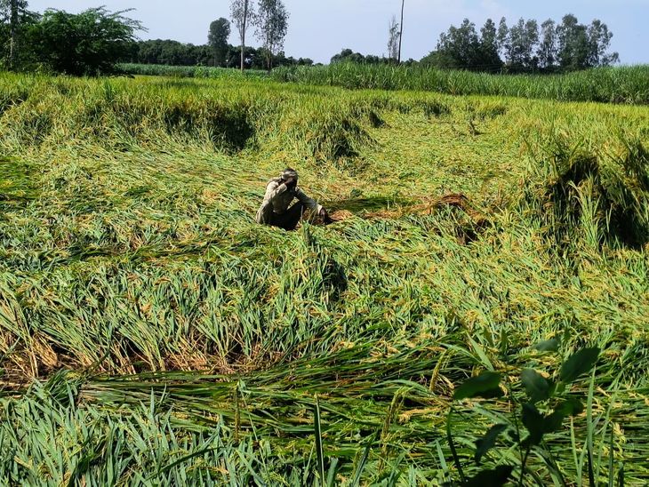 Paddy crop fell due to strong wind and rain