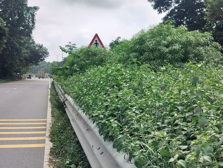 Blown bushes cover signs on NH 27 in Barabanki | बाराबंकी में NH 27 पर ...