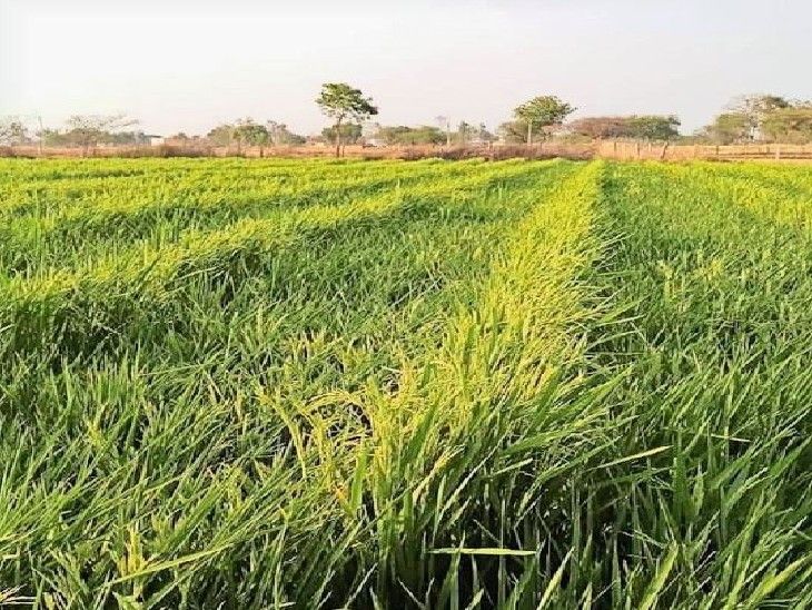 Heavy rain and wind caused heavy damage to the paddy crop. | तेज हवा ...