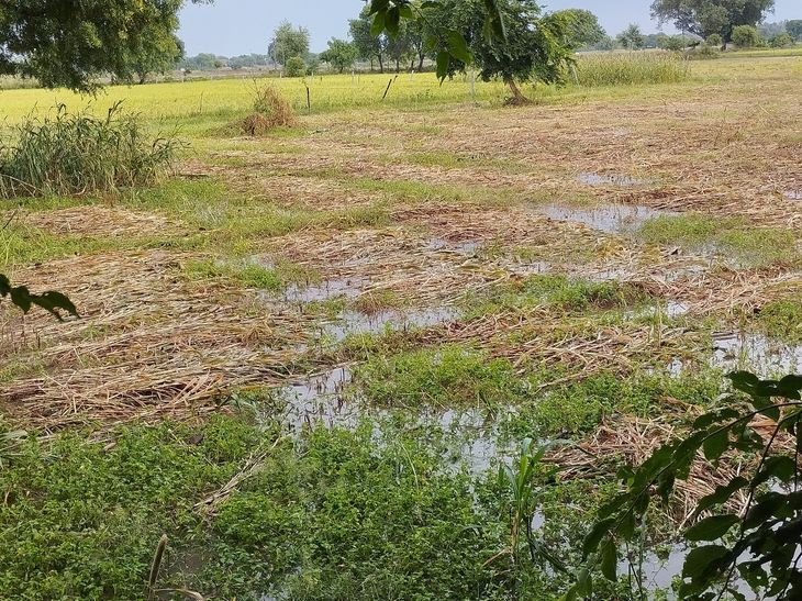 Heavy rains in Raya region destroy crops