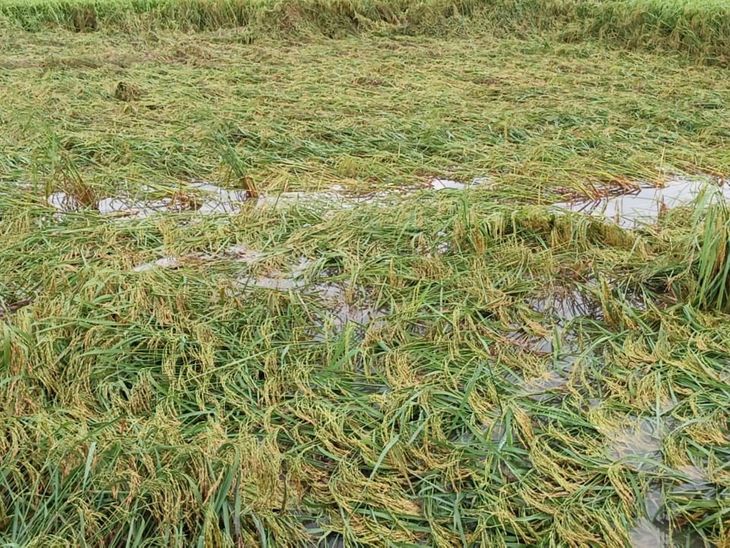 Heavy rain and wind destroy paddy crop