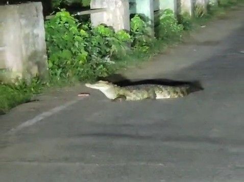 Crocodile Spotted Near Malakhedi Bridge in Narmadapuram for Three Days