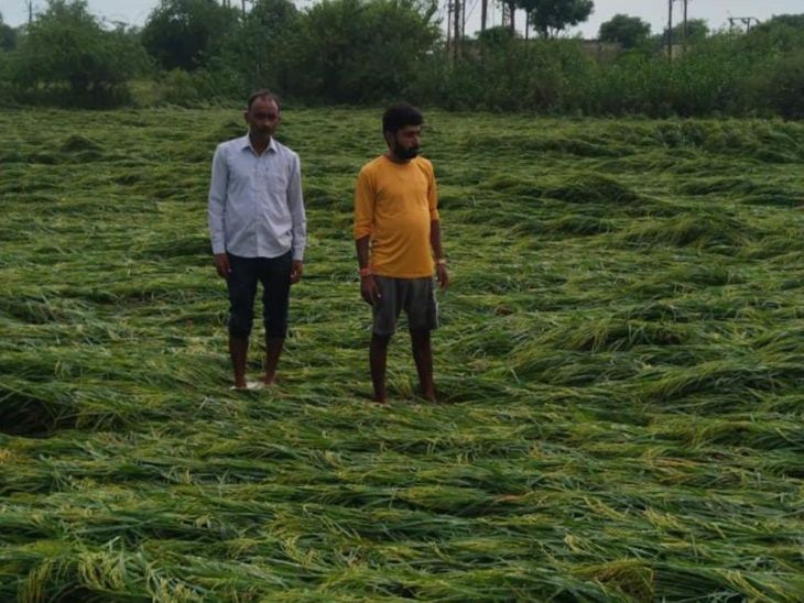 Paddy crop destroyed due to unseasonal rain