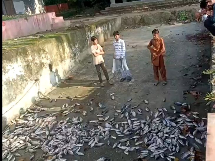 Thousands of dead fish found in the Shitla Mata Temple lake | शीतला ...